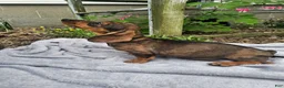 Dachshund dogs for sale: Maggie - Ad 6