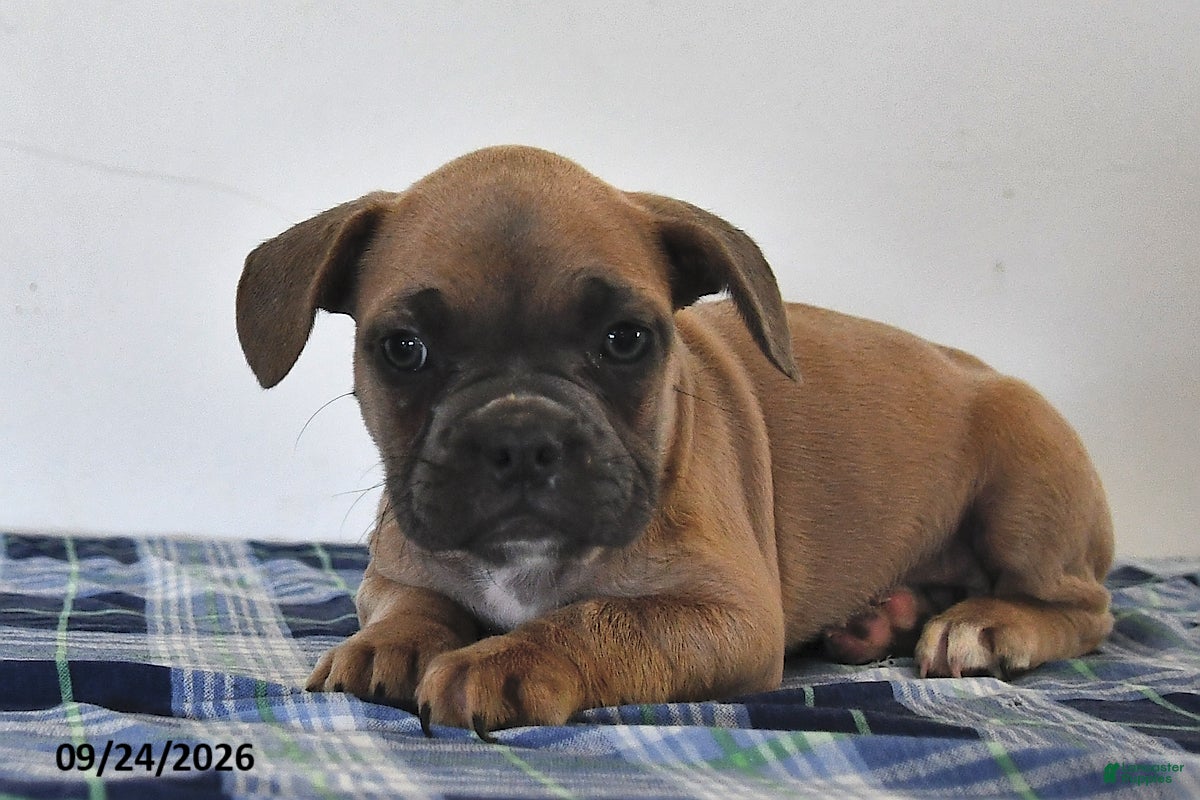 Mixed Breed dogs Leon - Ad 2
