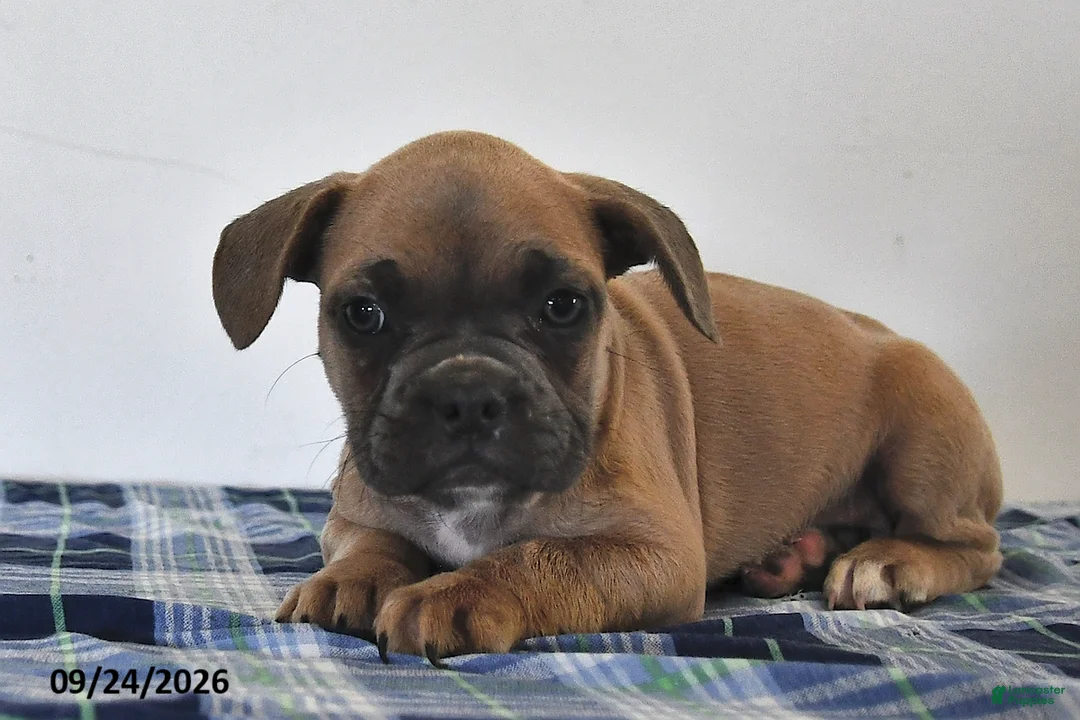 Mixed Breed dogs for sale: Leon - Ad 2