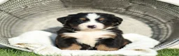 Bernese Mountain Dog dogs for sale: Joey Bernese Mountain Dog  - Ad 3