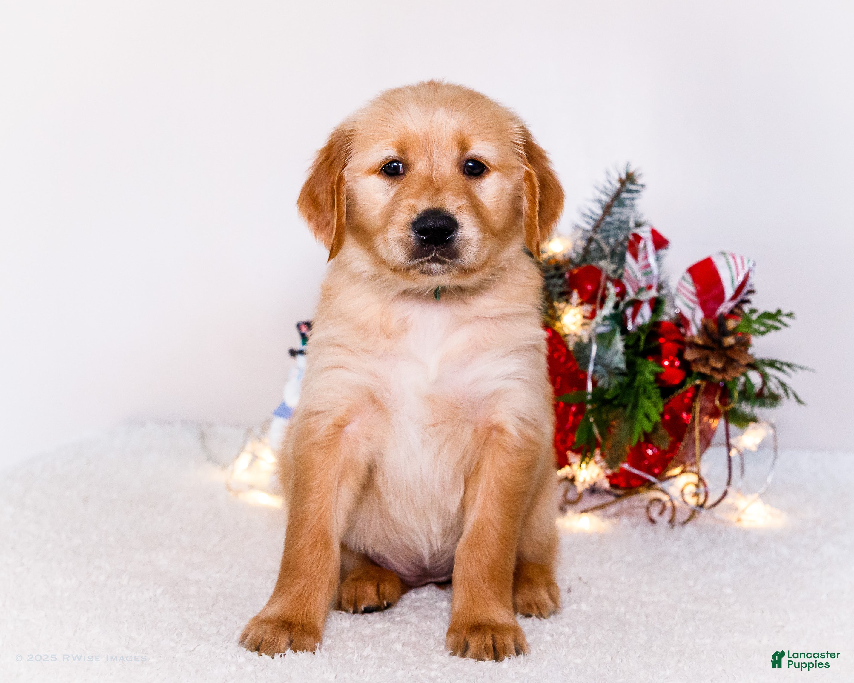 Golden Retriever dogs Heidi - Ad 4