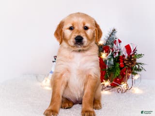 Golden Retriever dogs Heidi - Ad 16