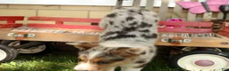 Australian Shepherd dogs for sale: Casper - Ad 6