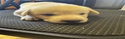 Goberian dogs for sale: Goberian 2 - Ad 1