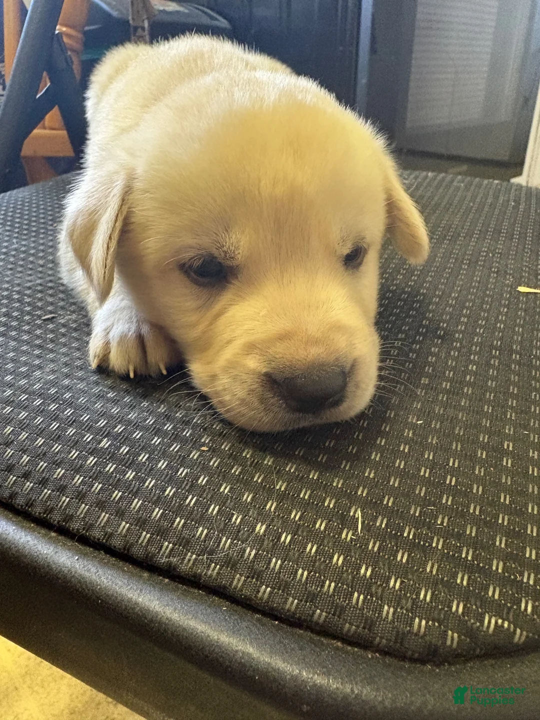 Goberian dogs for sale: Goberian 2 - Ad 1