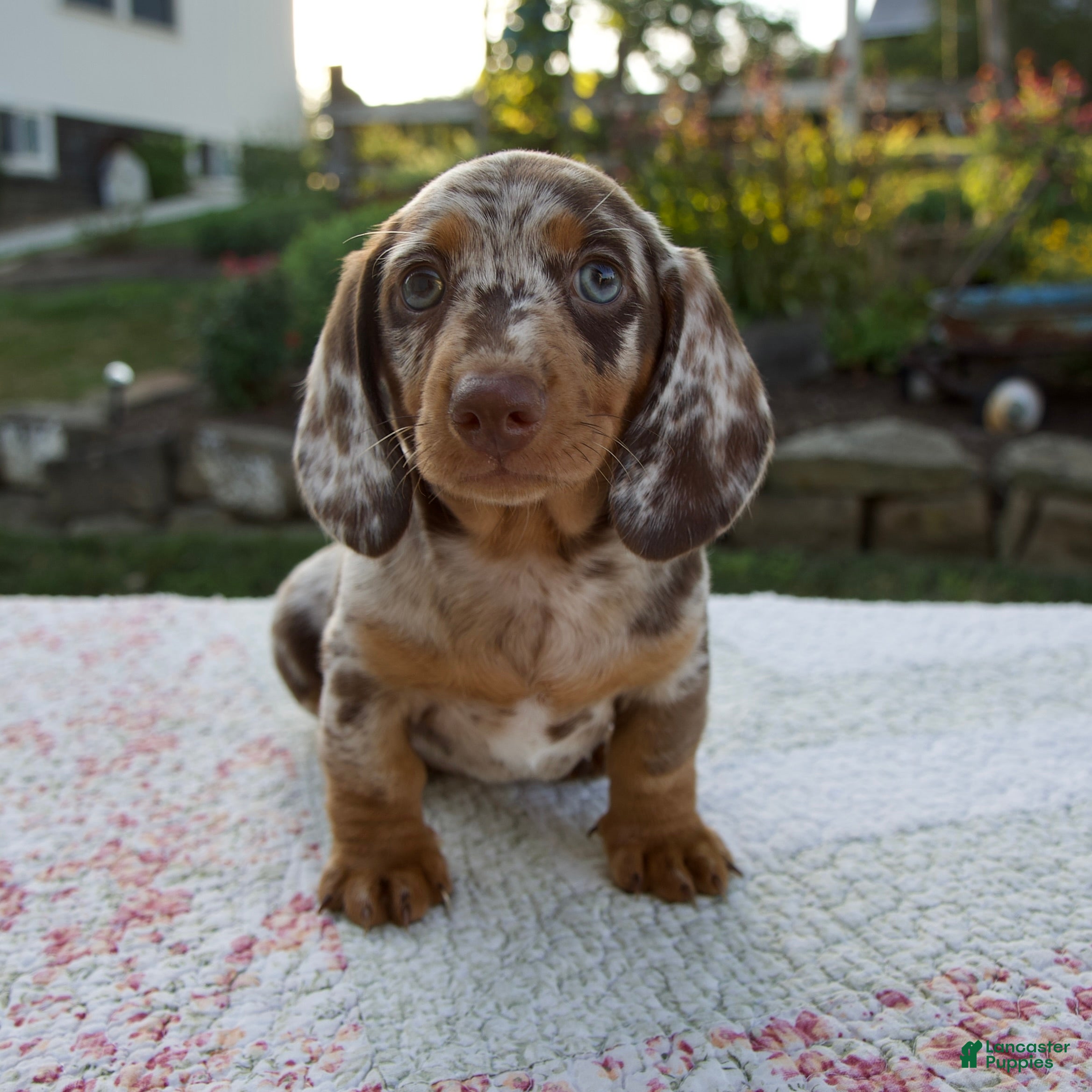 Miniature Dachshund dogs Noah - Ad 1