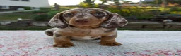 Miniature Dachshund dogs for sale: Noah - Ad 1