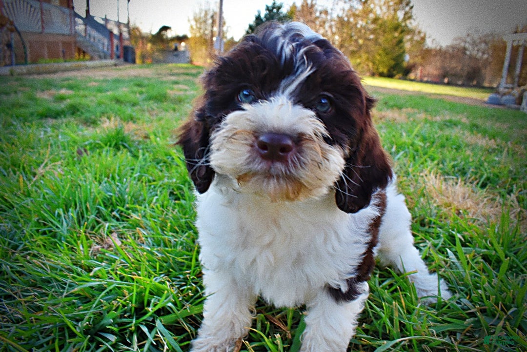 Havapoo dogs for sale: Priscilla - Ad 8