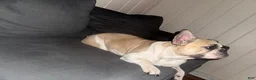 French Bulldog dogs for sale: Princess  - Ad 2