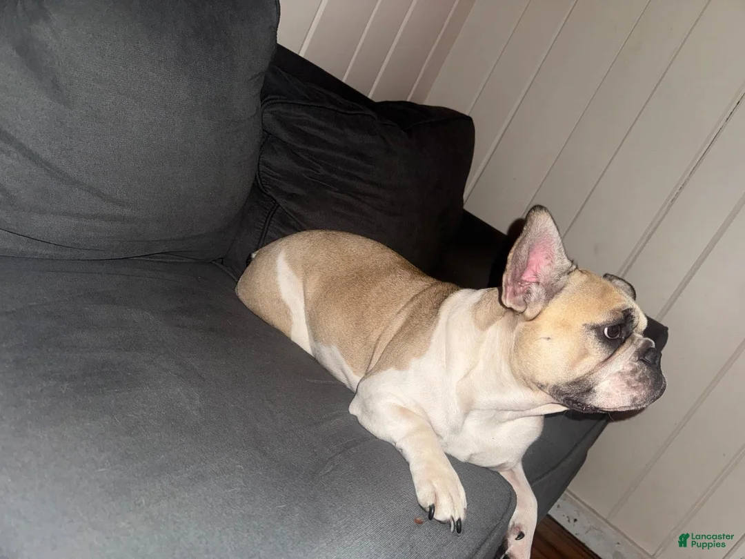 French Bulldog dogs for sale: Princess  - Ad 2