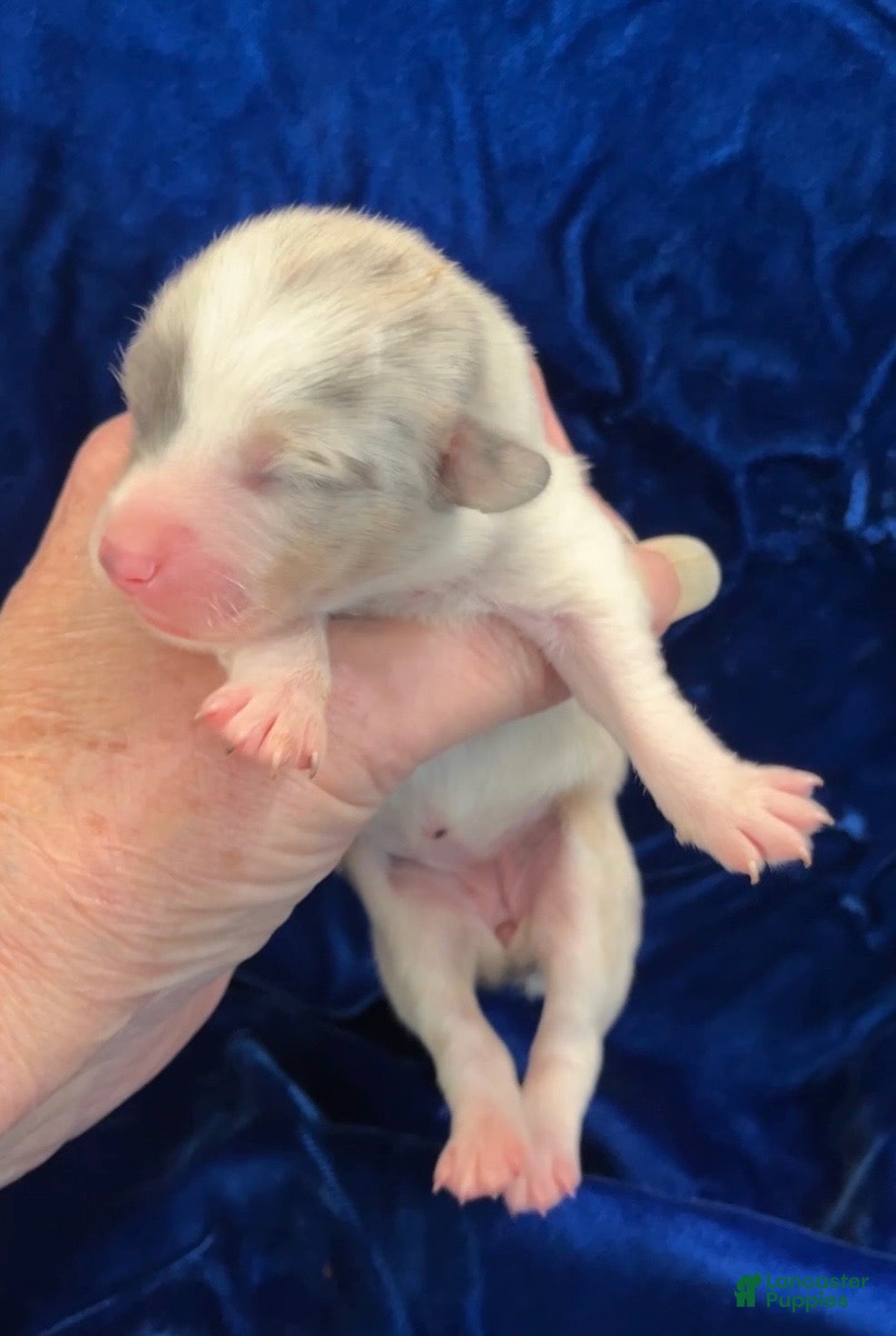 Welsh Corgi Pembroke dogs Welsh Corgi Pembroke Female 2 - Ad 2