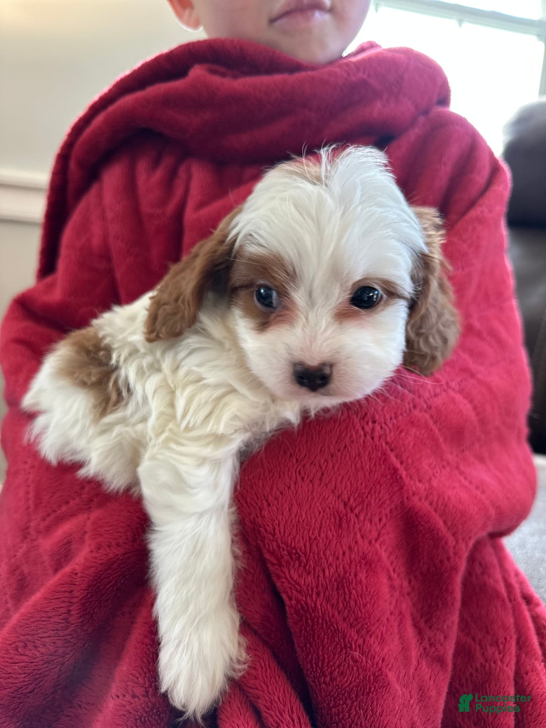 Cavapoo dogs for sale: Georgie - Ad 2