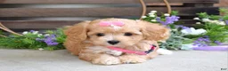 Maltipoo dogs for sale: Harmony  - Ad 3