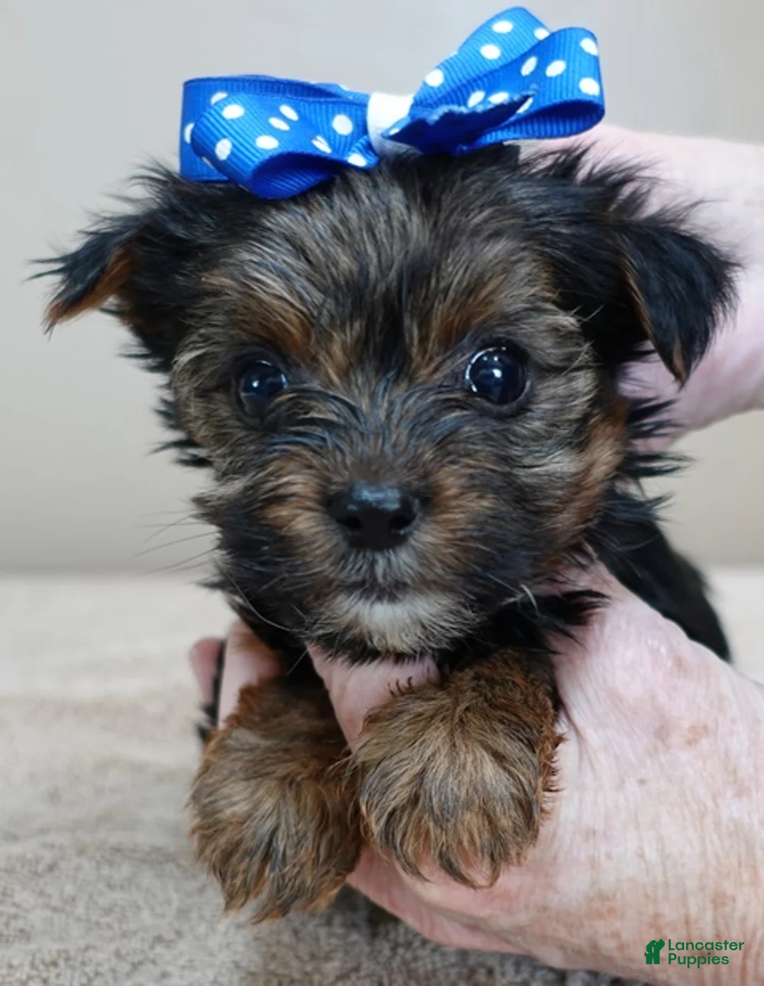 Yorkshire Terrier dogs for sale: Cairo black face - Ad 10