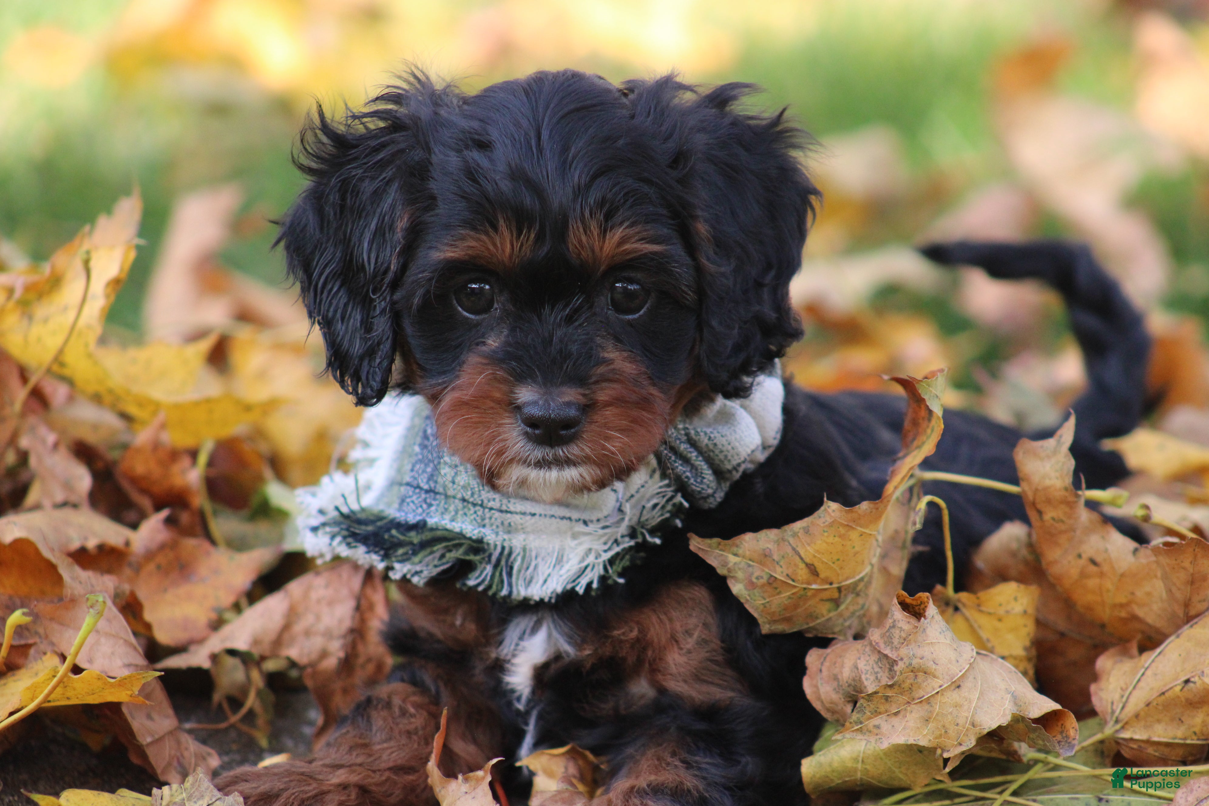 Cavapoo dogs for sale: Deacon - Ad 1