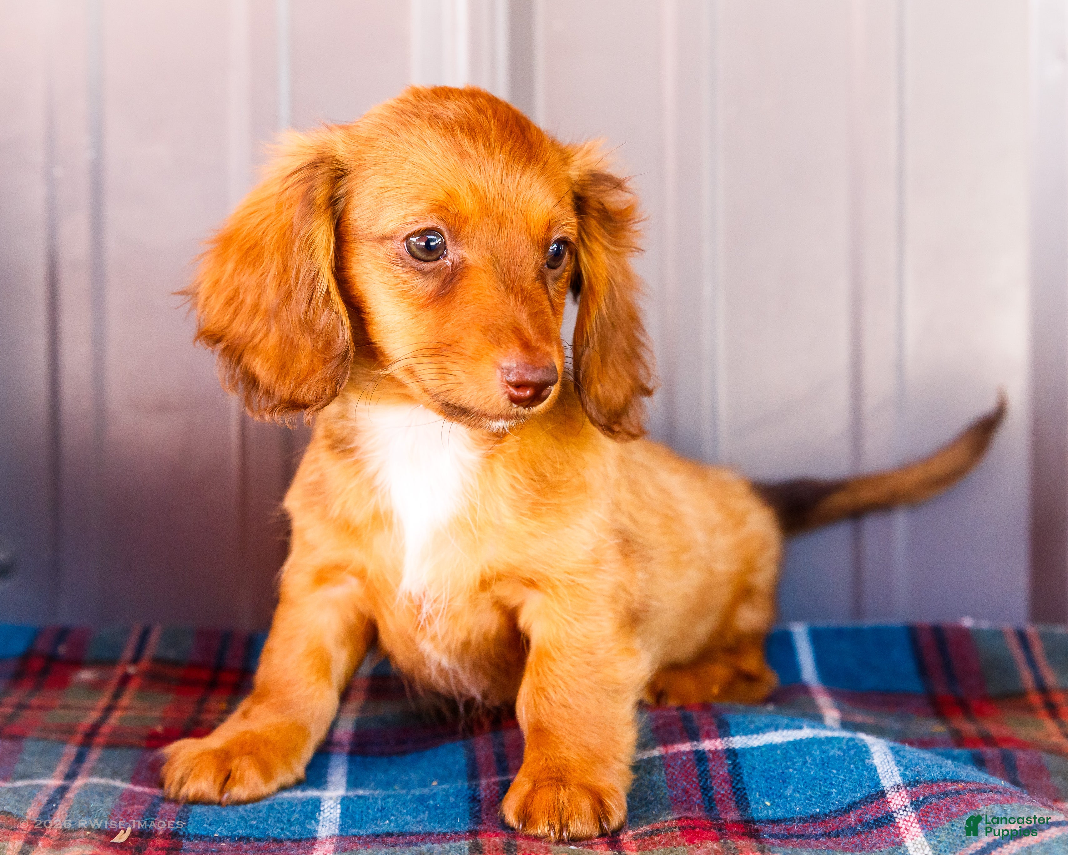 Miniature Dachshund dogs Bonnie - Ad 1