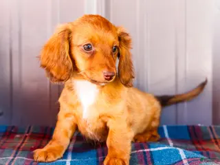 Miniature Dachshund dogs for sale: Bonnie - Ad 4