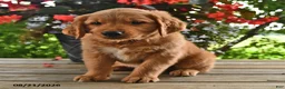 Golden Retriever dogs for sale: Oscar - Ad 3