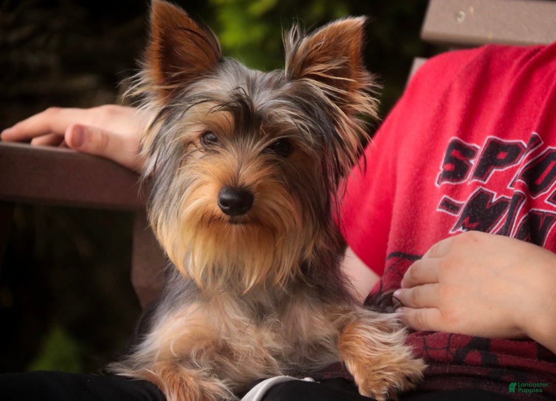 Yorkshire Terrier dogs Junior - Ad 1