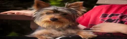 Yorkshire Terrier dogs for sale: Junior - Ad 1
