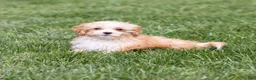 Teddy Bear dogs for sale: Elmo - Ad 2