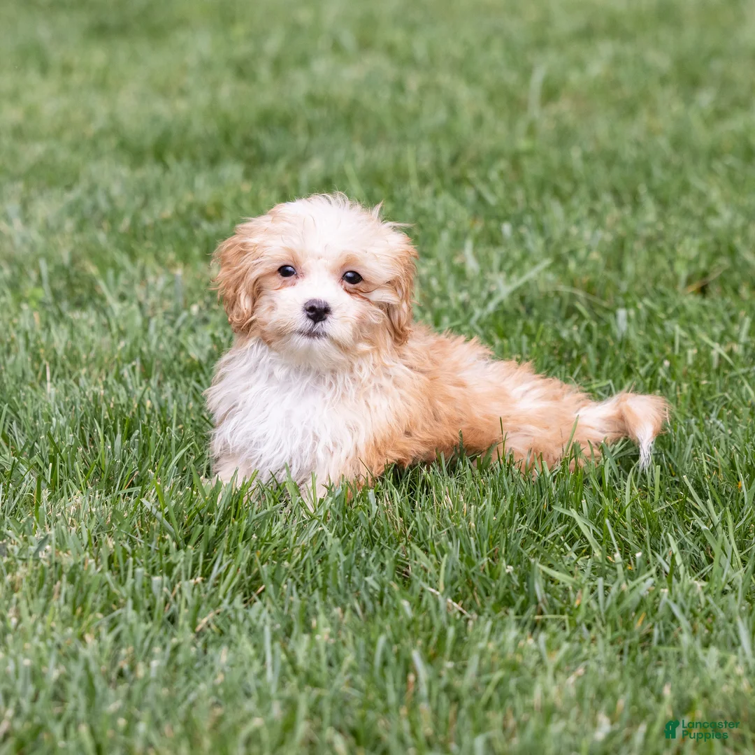 Teddy Bear dogs for sale: Elmo - Ad 2