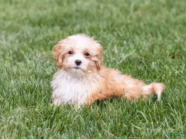 Teddy Bear dogs for sale: Elmo - Ad 2