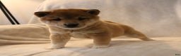 Shiba Inu dogs for sale: Skipper  - Ad 10