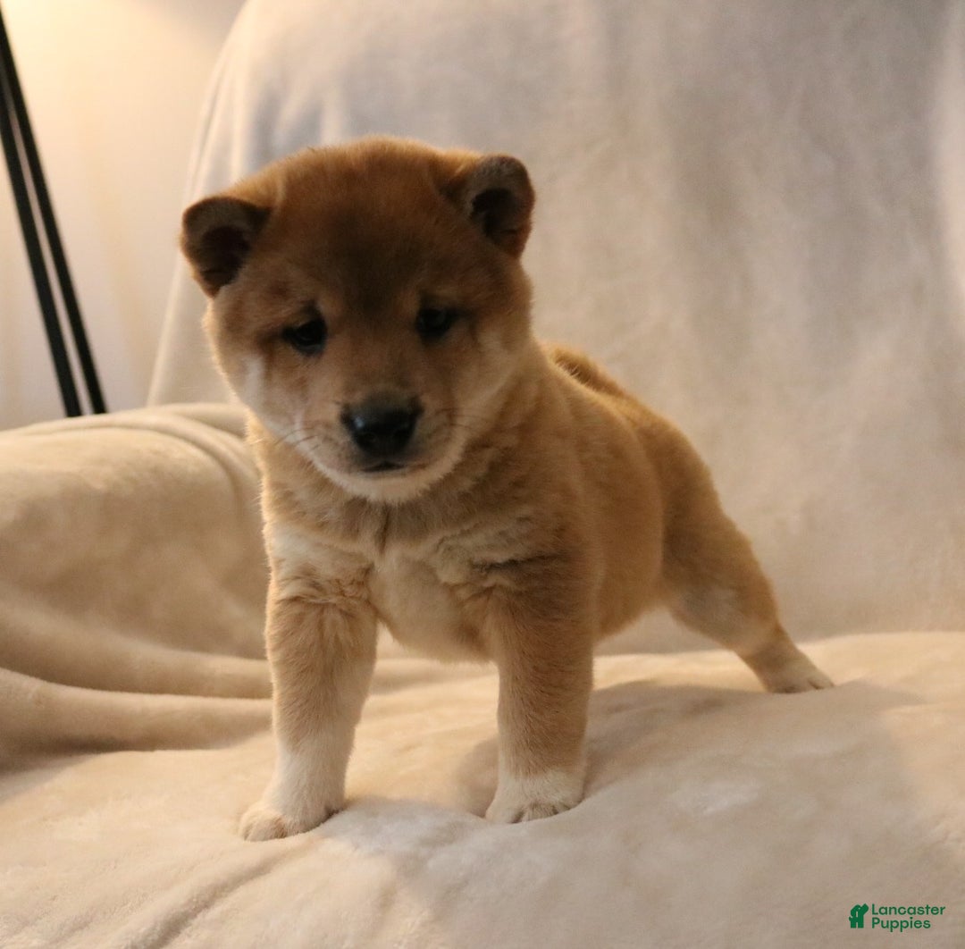Shiba Inu dogs for sale: Skipper  - Ad 10
