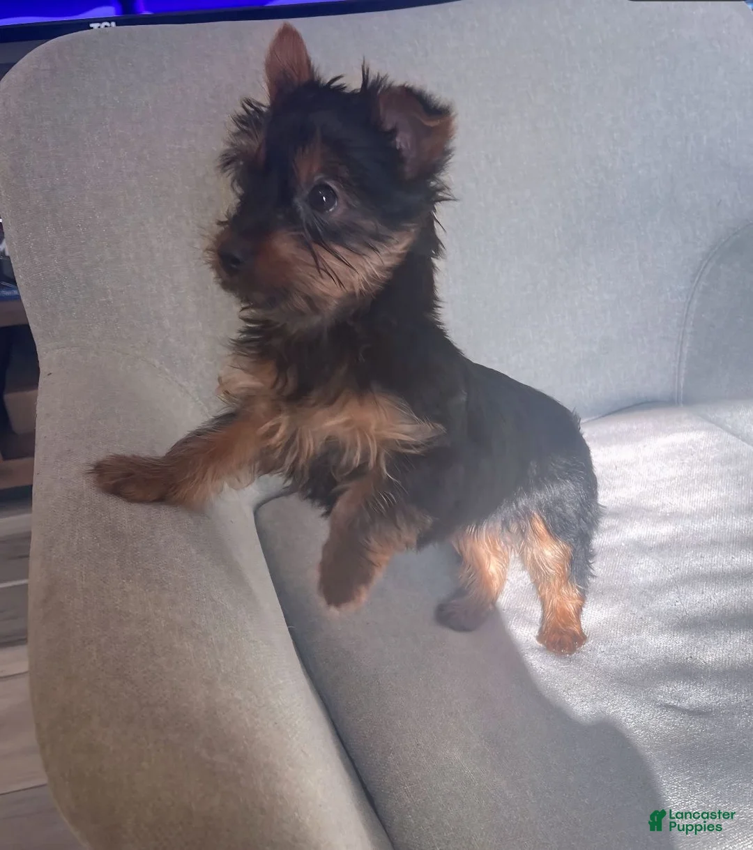 Yorkshire Terrier dogs for sale: Yorkshire Terrier Puppy 1 - Ad 3