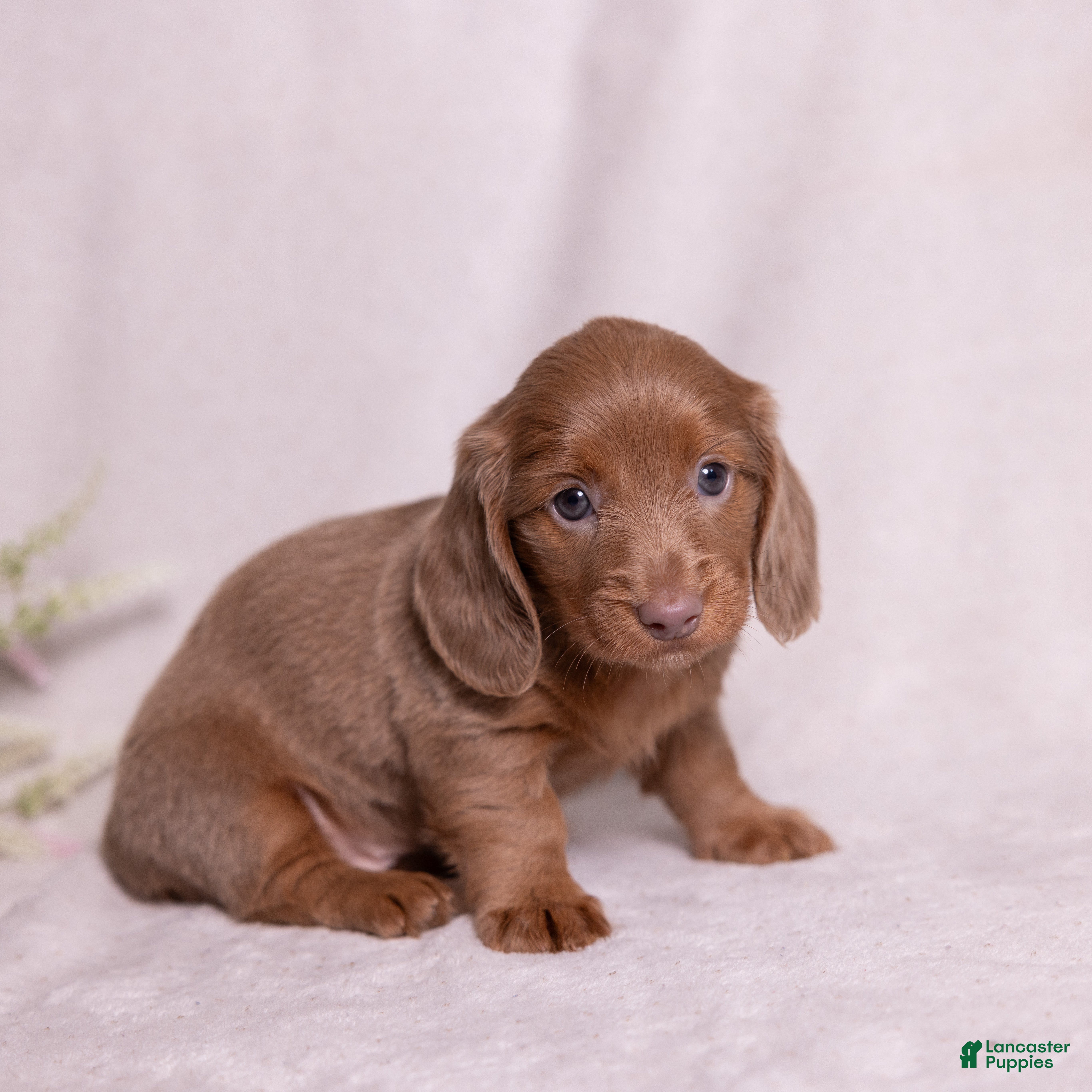 Miniature Dachshund dogs Snickers - Ad 1
