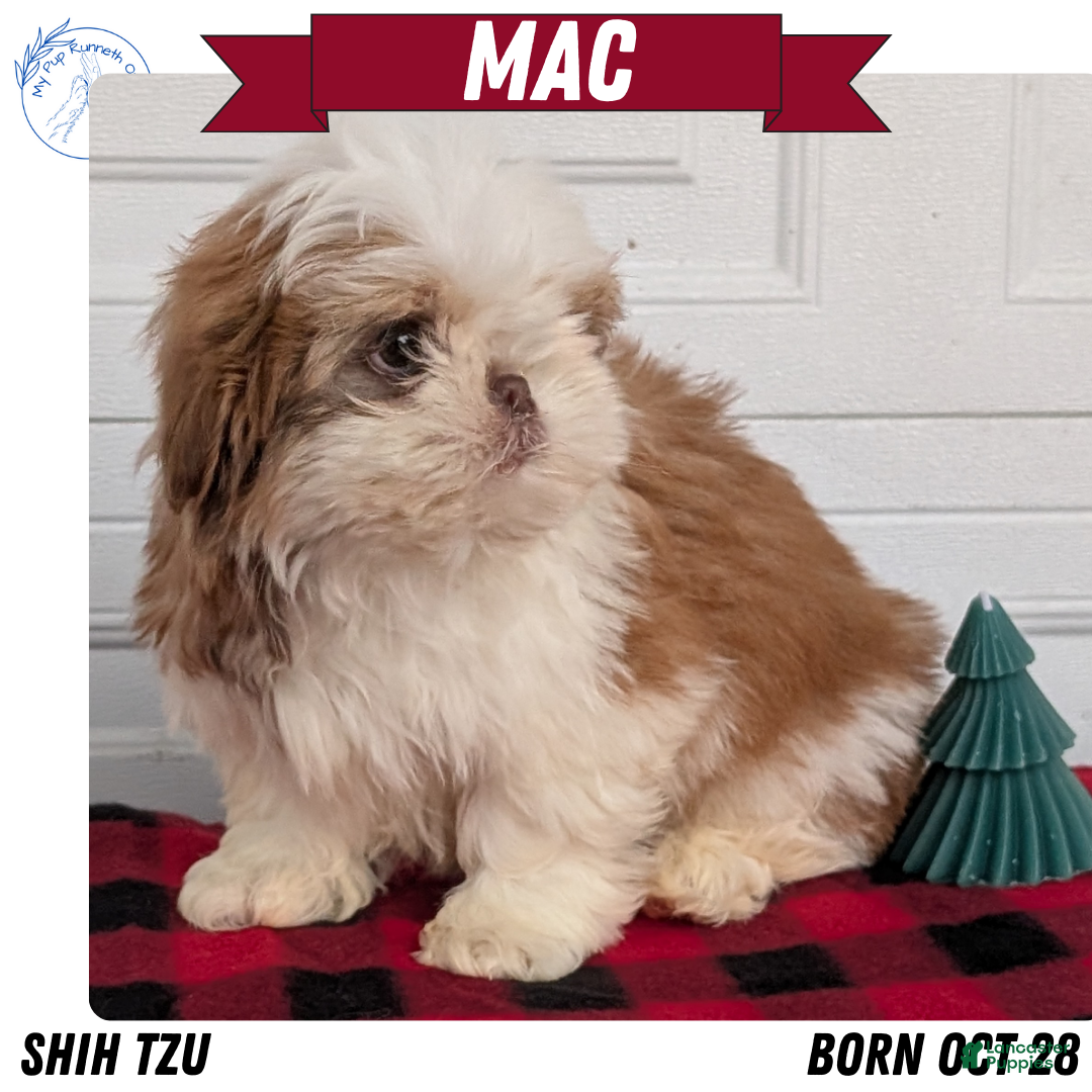 Shih Tzu dogs for sale: Mac - Ad 1