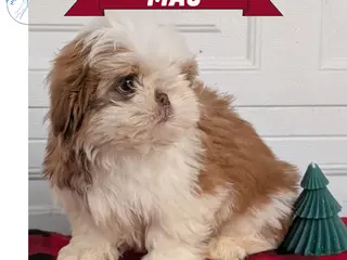 Shih Tzu dogs Mac - Ad 4