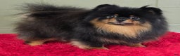Pomeranian dogs for sale: Silvia - Ad 3