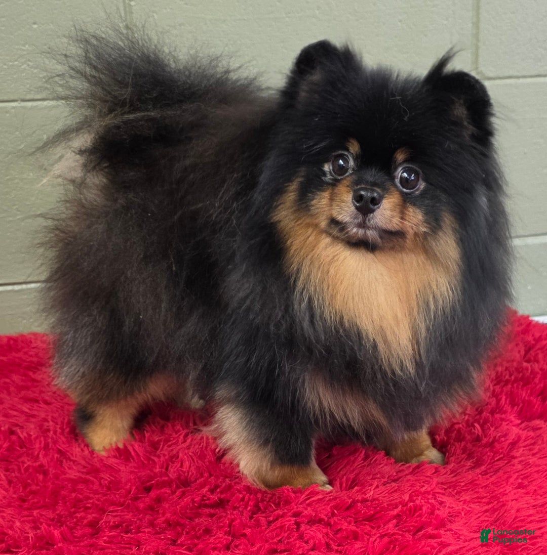Pomeranian dogs for sale: Silvia - Ad 3