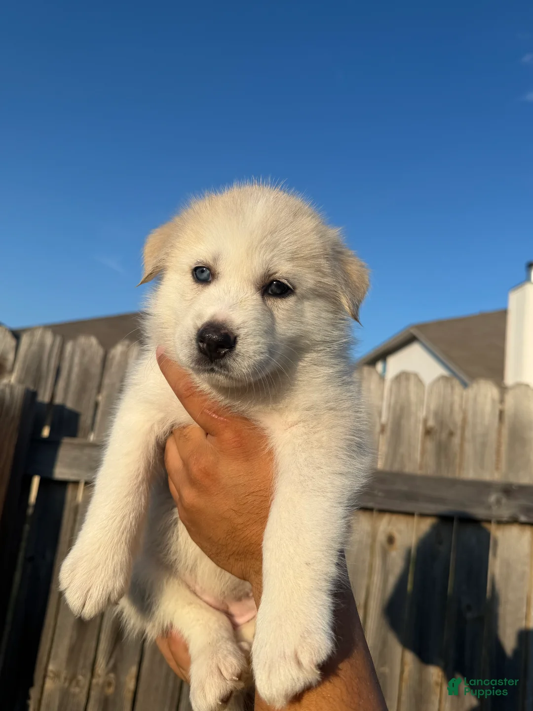 Mixed Breed dogs for sale: Mixed Breed 5 - Ad 7