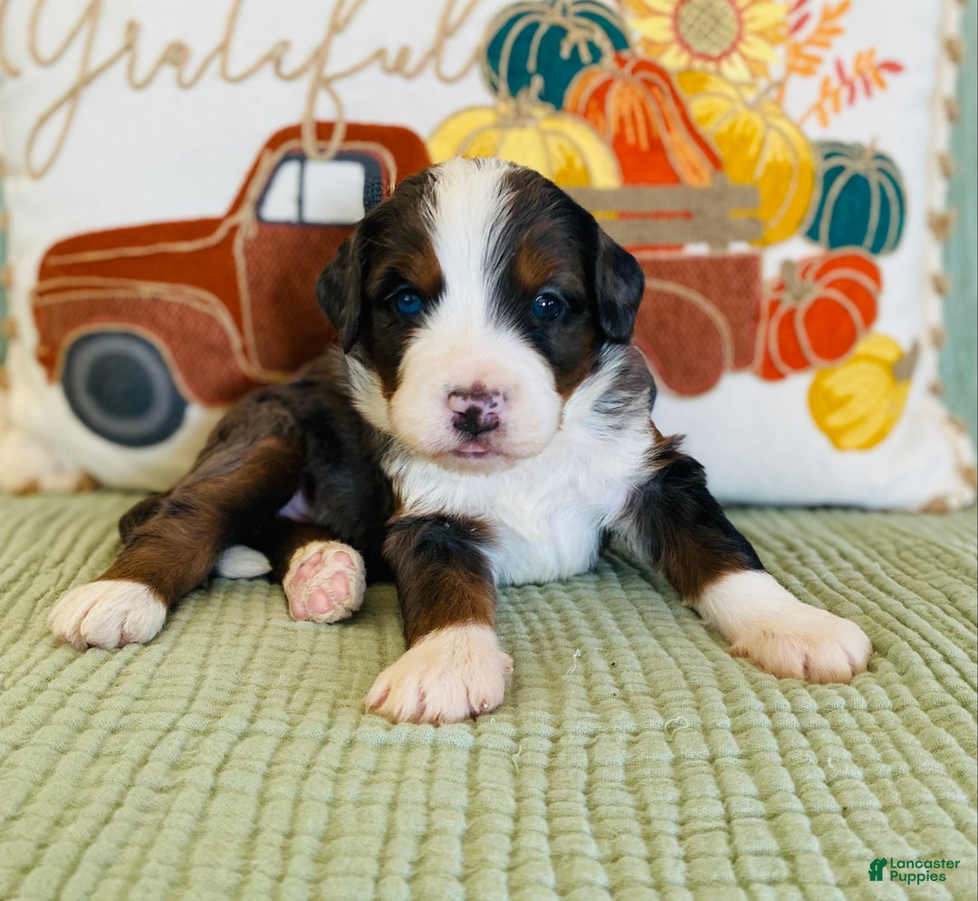 Bernedoodle dogs for sale: Princess - Ad 25