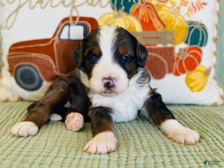 Bernedoodle dogs - Ad 25