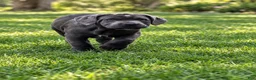 Cane Corso dogs for sale: Cane Corso 5 - Ad 1