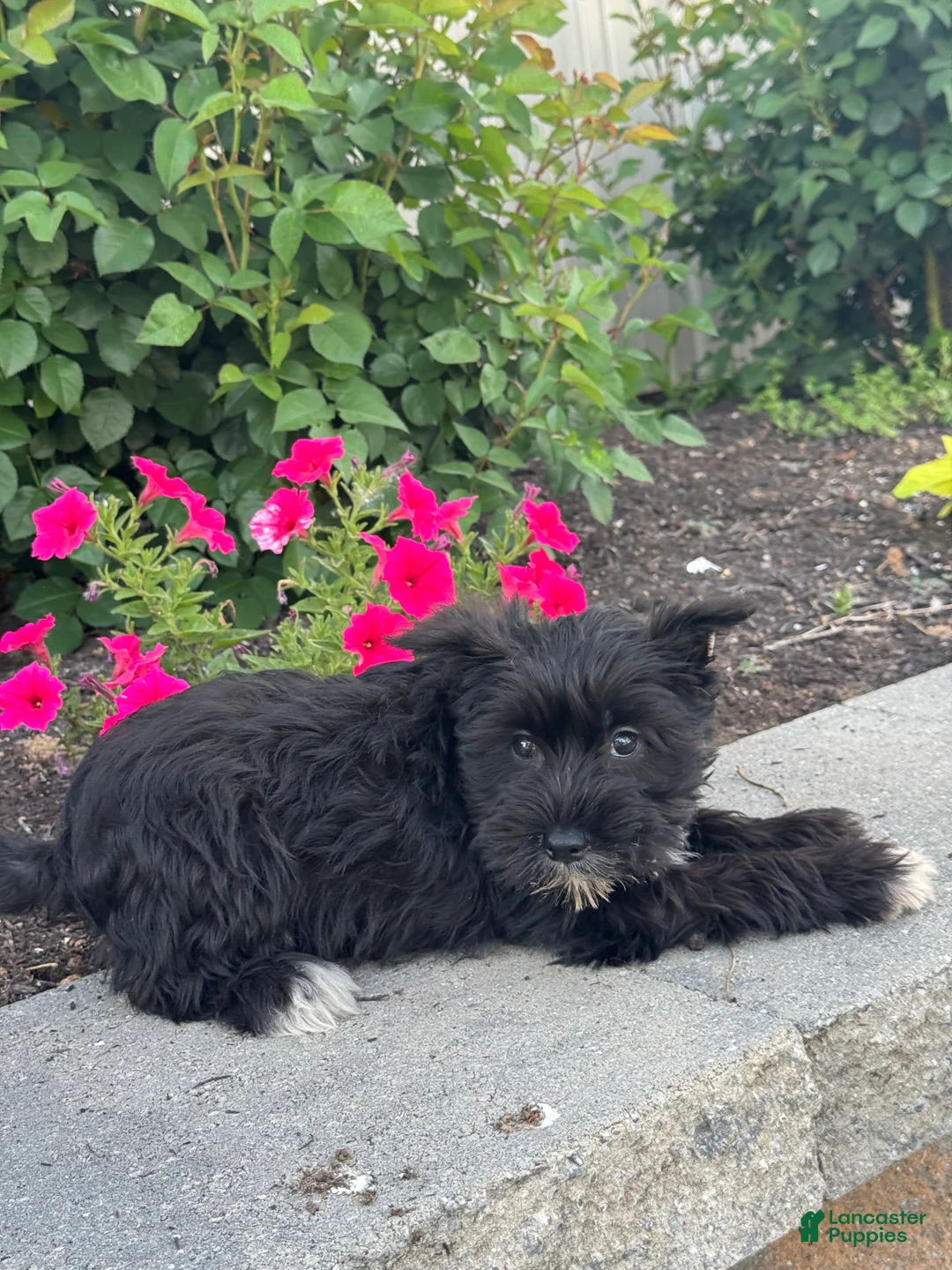 Miniature Schnauzer dogs for sale: Midnight 🦚 - Ad 2