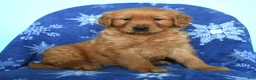 Golden Retriever dogs for sale: Wanda - Ad 2