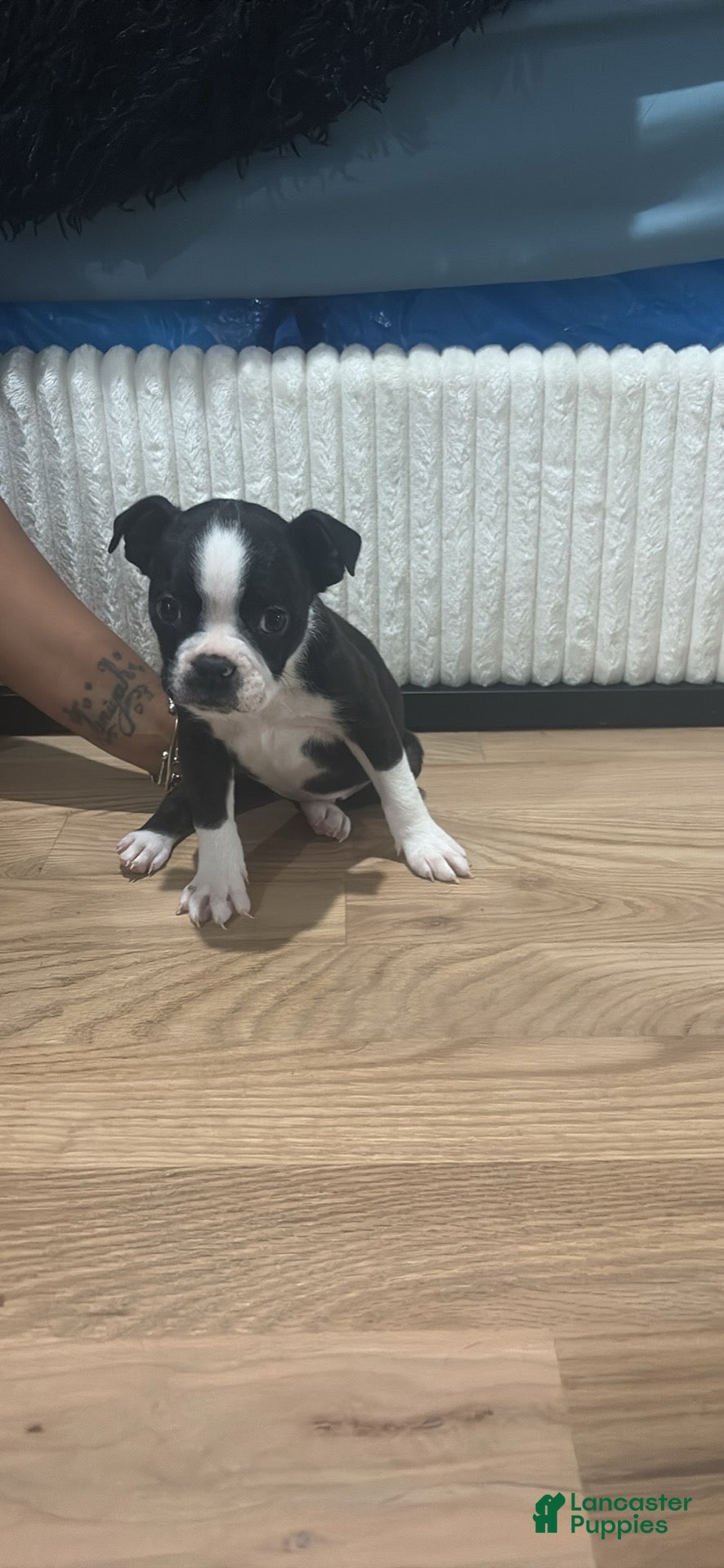 Mixed Breed dogs Mixed Breed Puppy 3 - Ad 5