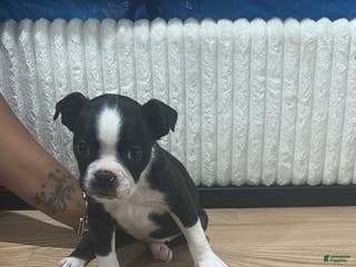 Mixed Breed dogs Mixed Breed Puppy 3 - Ad 9