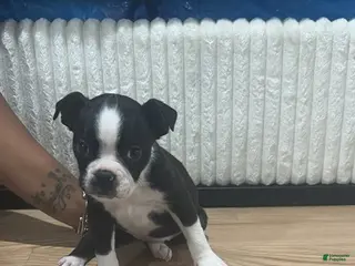 Mixed Breed dogs Mixed Breed Puppy 3 - Ad 20