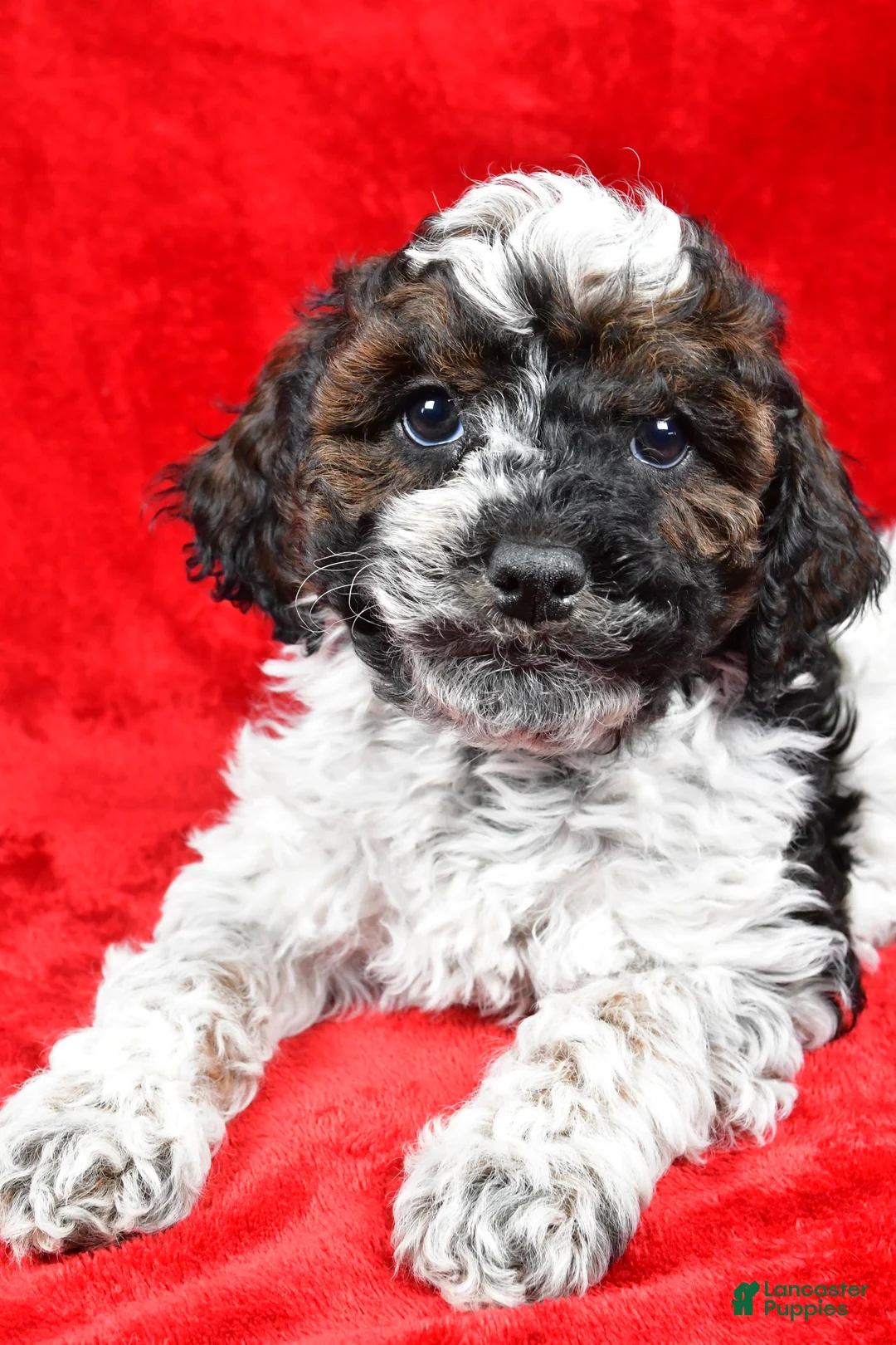 Cockapoo dogs for sale: Daxter - Ad 5