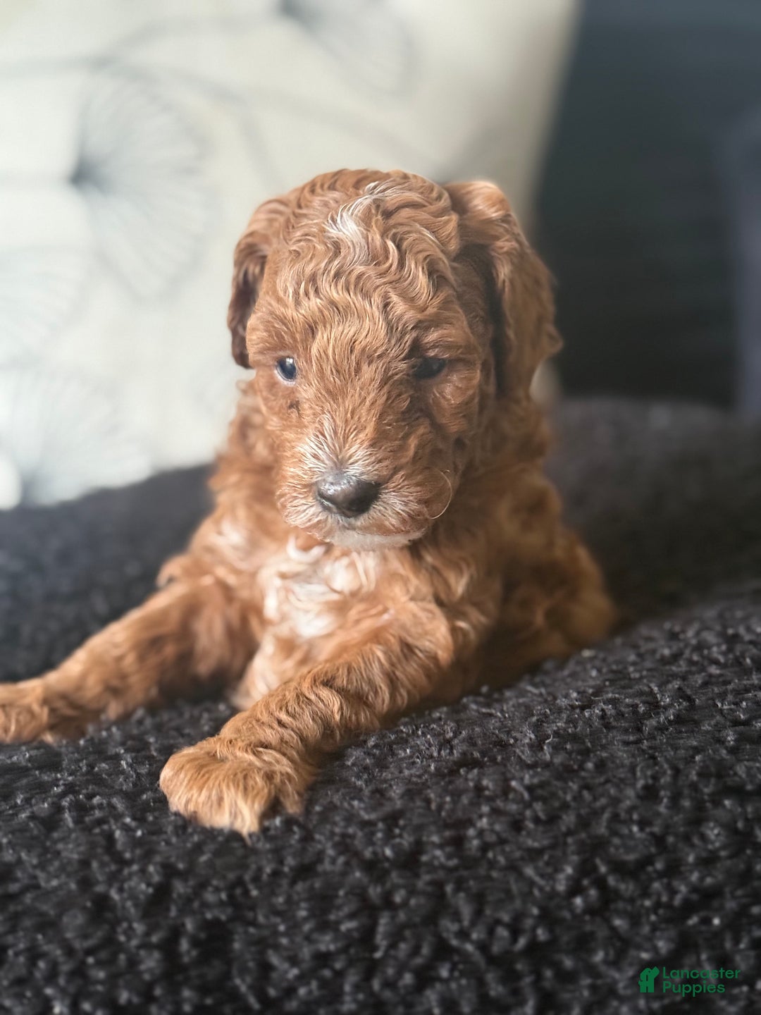 Toy Poodle dogs for sale: Toy Poodle Puppy 1 - Ad 2