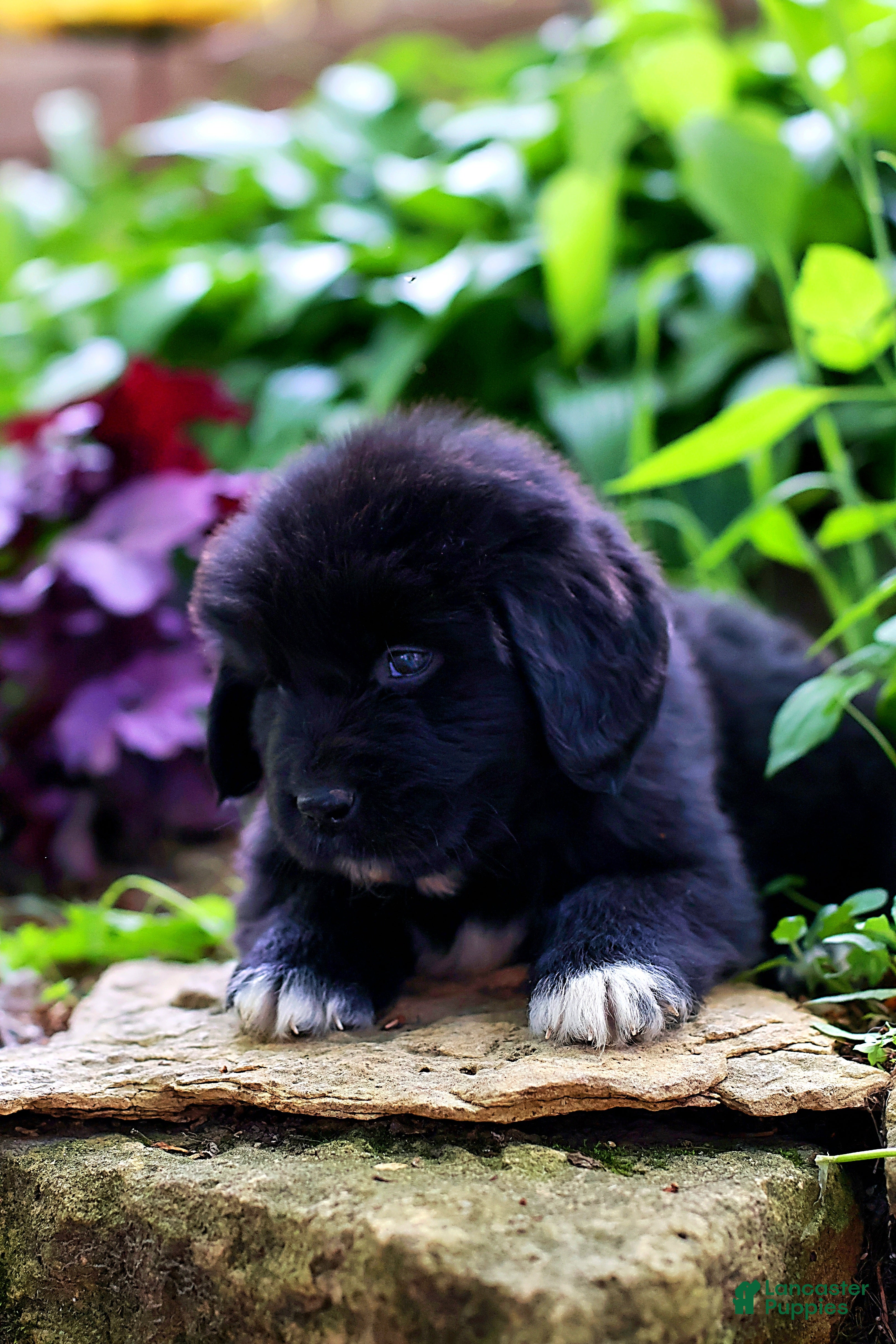 Newfoundland dogs Bowser - Ad 1
