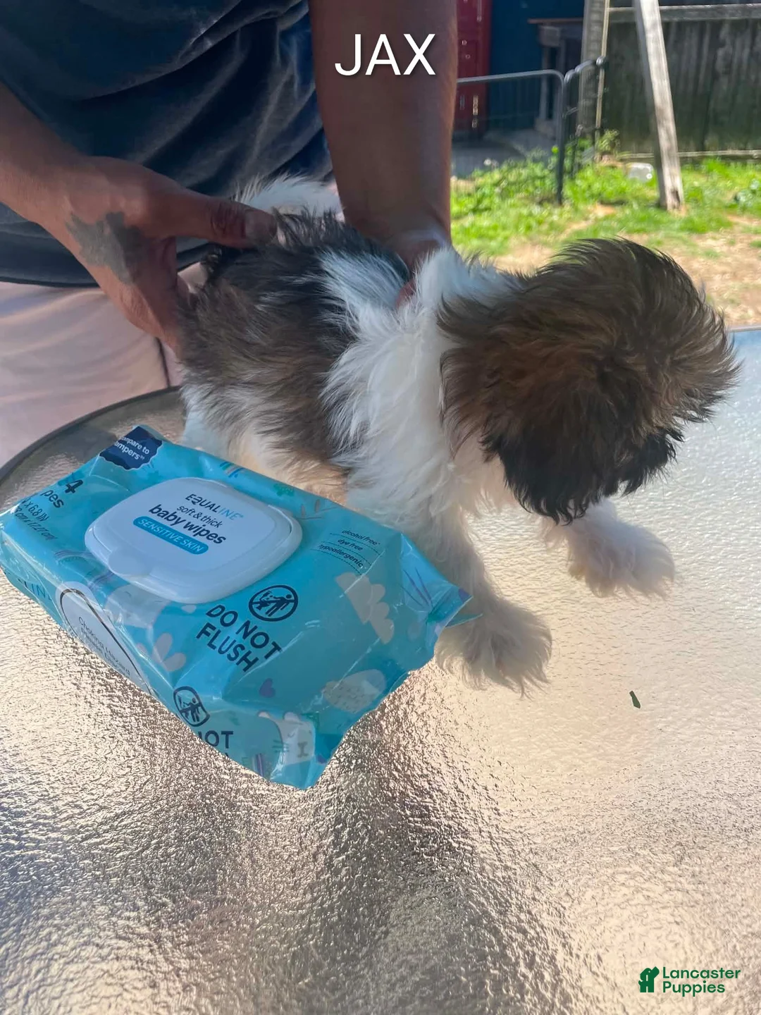 Shih Tzu dogs for sale: Shih Tzu 2 - Ad 2