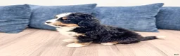 Mini Bernedoodle dogs for sale: Jimmy - Ad 7