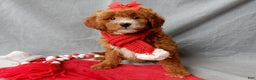 Mini Goldendoodle dogs for sale: Zoey - Ad 7